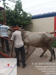 Special drive against stray animals at Varanasi station successful.