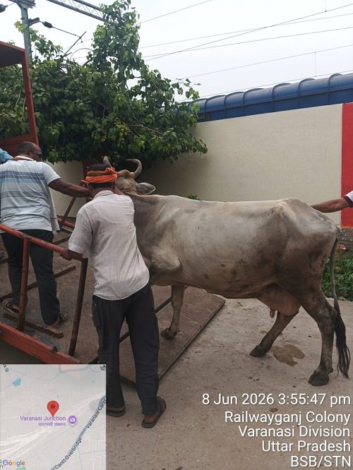 Special drive against stray animals at Varanasi station successful.