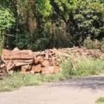 Case regarding the felling of over 600 trees on the NSI campus; FIR registered against several individuals, including the Director.