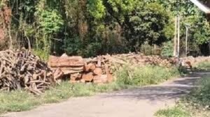Case regarding the felling of over 600 trees on the NSI campus; FIR registered against several individuals, including the Director.