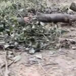 Alleged illegal felling of lush green trees in Lucknow's Malha; questions raised about the Forest Department's functioning.