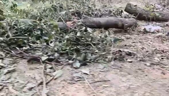Alleged illegal felling of lush green trees in Lucknow's Malha; questions raised about the Forest Department's functioning.