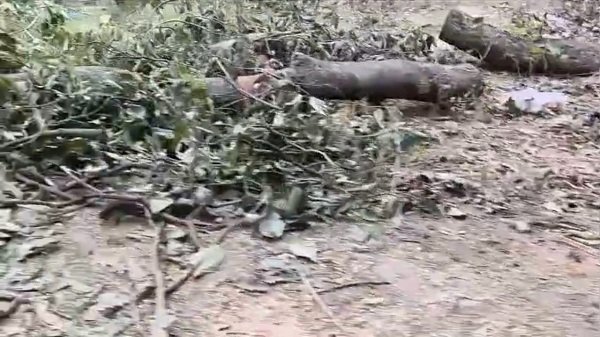 Alleged illegal felling of lush green trees in Lucknow's Malha; questions raised about the Forest Department's functioning.