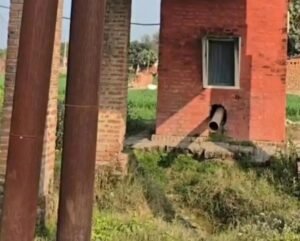 Government tubewell shut for six months; Magarkhai farmers grappling with an irrigation crisis; crops are withering—why do the authorities remain silent?