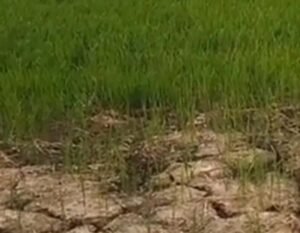 Government tubewell shut for six months; Magarkhai farmers grappling with an irrigation crisis; crops are withering—why do the authorities remain silent?