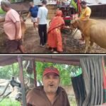 Akhilesh Yadav congratulated after feeding *laddus* to a cow; SP leader says they will declare the cow 'Rashtriya Gau Mata' (National Mother Cow) if they form the government.