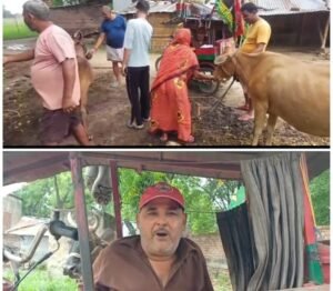 Akhilesh Yadav congratulated after feeding *laddus* to a cow; SP leader says they will declare the cow 'Rashtriya Gau Mata' (National Mother Cow) if they form the government.