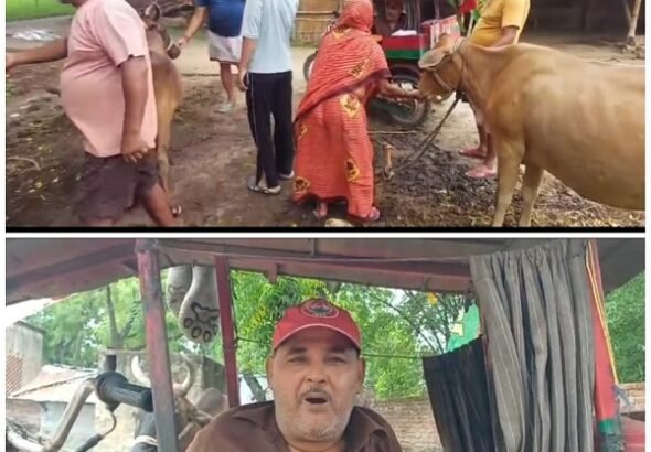 Akhilesh Yadav congratulated after feeding *laddus* to a cow; SP leader says they will declare the cow 'Rashtriya Gau Mata' (National Mother Cow) if they form the government.