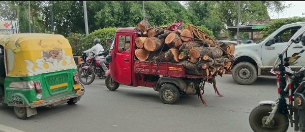 A green neem tree was cut down in broad daylight and a vehicle drove away with the wood; the authorities remain silent.