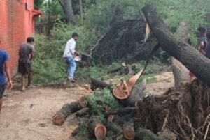 Varanasi: Babool tree falls on power lines at Nakki Ghat and Sidhva Ghat; safety concerns raised.