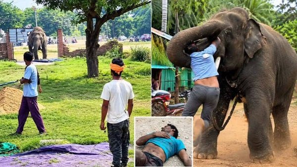 Mahout injured in an elephant attack at the Ramnagar Ramlila passes away; a four-year-old child loses his father