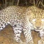 Panic in Varanasi Cantt over suspected leopard presence; search launched using cages and drone surveillance; schools also affected