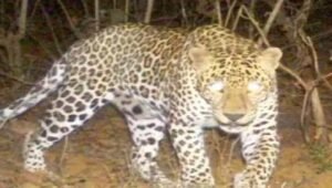Panic in Varanasi Cantt over suspected leopard presence; search launched using cages and drone surveillance; schools also affected