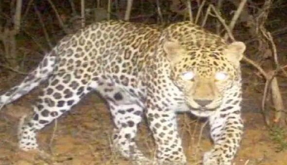 Panic in Varanasi Cantt over suspected leopard presence; search launched using cages and drone surveillance; schools also affected