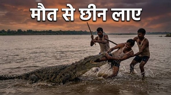 Crocodile attacks young man in Odisha; two brothers jump into river to save his life.